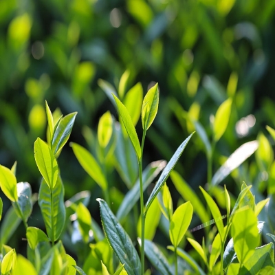 Ⅰ.茶提取物基础知识【上篇】